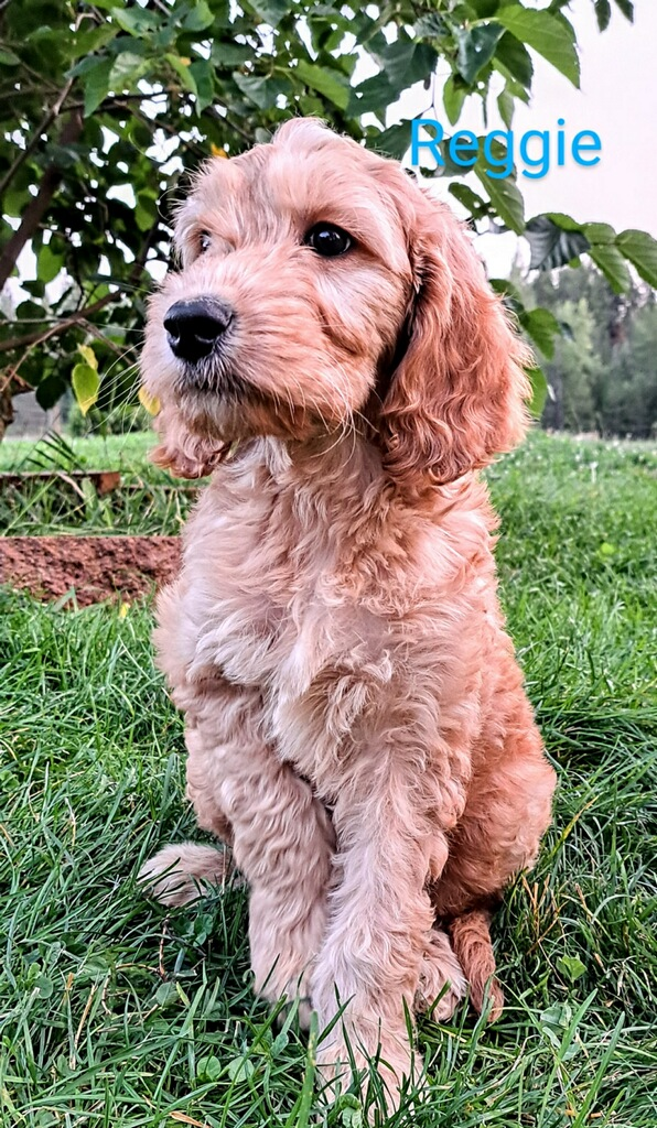 SMALL Goldendoodle Puppies 1 couch  SMALL Goldendoodle Puppies 1 couch potato boy and one fun and loving girl left. Fully vaccinated / u.t.d. worming. Raised with love and attention. Puppy training started. Mom 25 lb. Dad 40 lb. 25 years experience. $1,400 208-415-2965 Sandpoint
