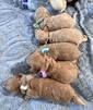 GOLDENDOODLE MINIATURES <br>Mini Goldendoodle pups  GOLDENDOODLE MINIATURES  Mini Goldendoodle pups under 25 lbs. non shedding. $2900. Ready 4/8/23.  Visit goldenacresdoodles.com    509-710-8554