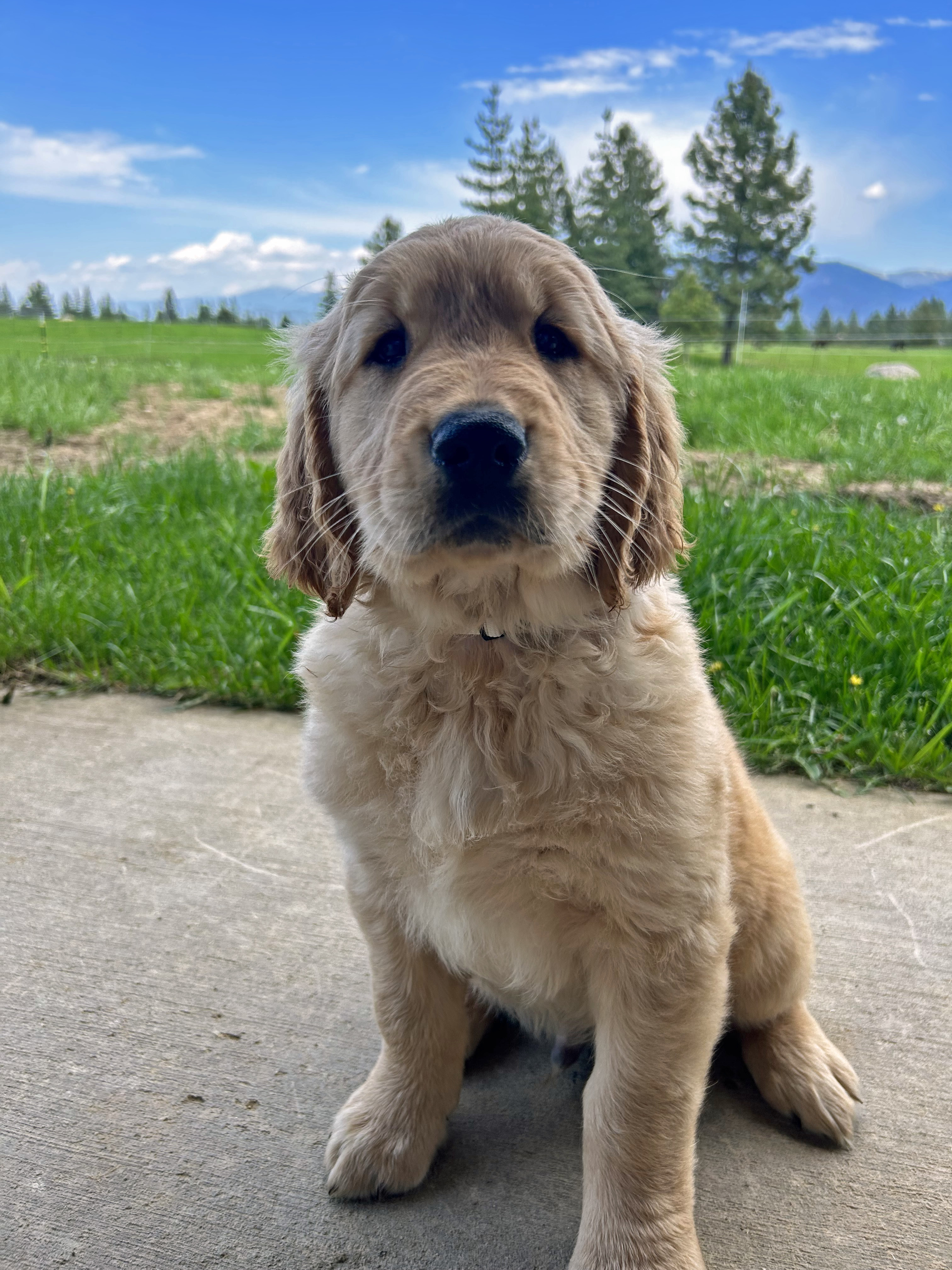 AKC GOLDENS 5 Males Available.  AKC GOLDENS 5 Males Available. Ready 6/3. Parents OFA & health certified. Pups come with 2 yr health guarantee, age appropriate shots, microchip & more. Raised & socialized in our home. Visit BlueMoonAcresGoldenRetrievers.com for photos & videos! $1,600. (208) 408-0826 BMAGoldens@gmail.com