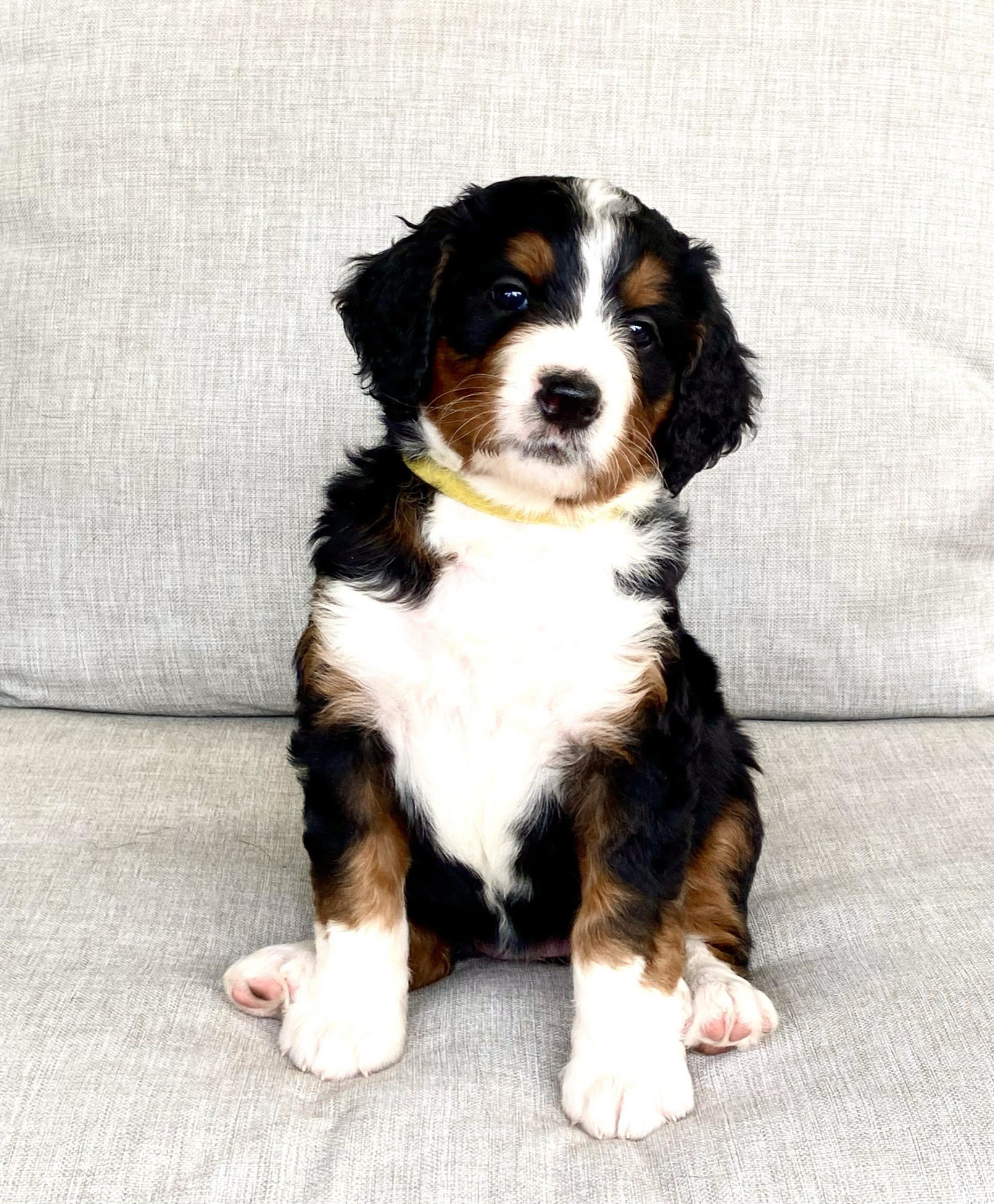 BERNEDOODLE PUPPIES! Born 1/31/23 F1  BERNEDOODLE PUPPIES! Born 1/31/23 F1 Standard tri color & black/white's. Vet checked, declaws removed, dewormed and 1st vaccines. Ready to go 3/31. Tri colors $2500 Black/white $2000. Kootenaibernedoodles.com 208-215-4460