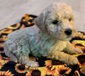OODLES OF DOODLES <br>Our doodles  OODLES OF DOODLES  Our doodles are ready to be rehomed! See our website for information and reservations.  -Vaccinated & Dewormed  -Hypoallergenic  -Intelligent  -Easy to Train  -Playful & Social  -Kid & Family Friendly  $600-$900  https://sagecreekranch.farm/puppies-at-the-farm/   2089467411