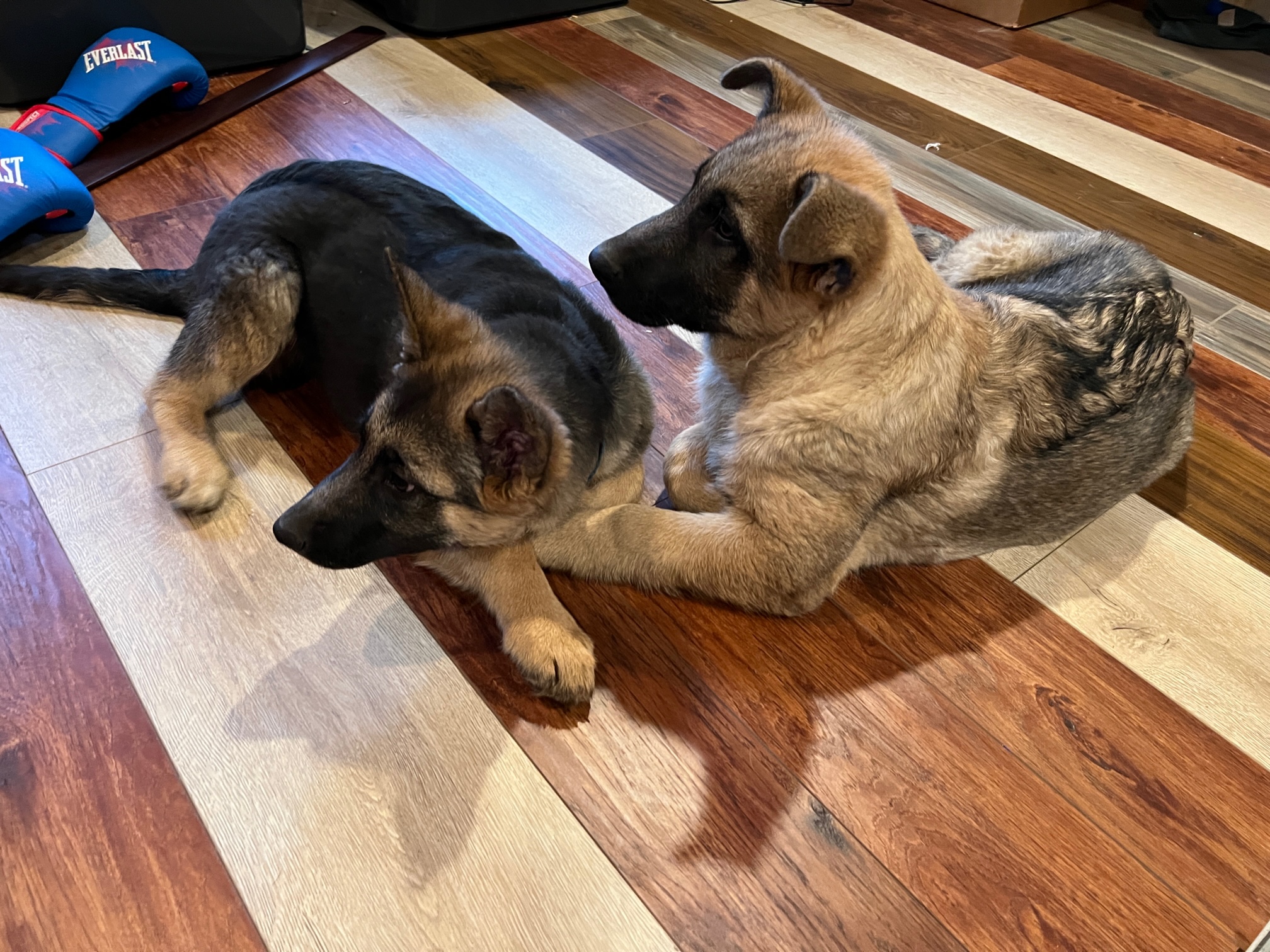 Purebred German Shepherd Puppies Only  Purebred German Shepherd Puppies Only 2 left 1 Male & 1 Female Striking black sable in color. No papers. $500 208-304-8107 Sandpoint
