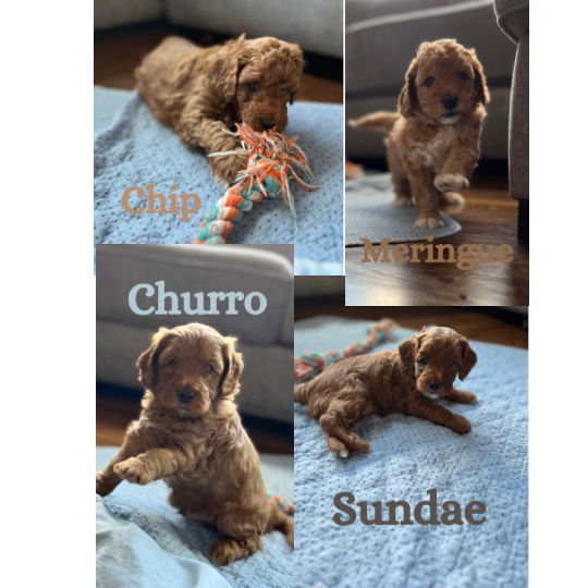 MINIATURE GOLDENDOODLE PUPPIES Miniature Goldendoodle  MINIATURE GOLDENDOODLE PUPPIES Miniature Goldendoodle puppies available! Ready to go home May 27th! Adult weight estimated will be 15-25lbs. $2500 (208) 660-3172