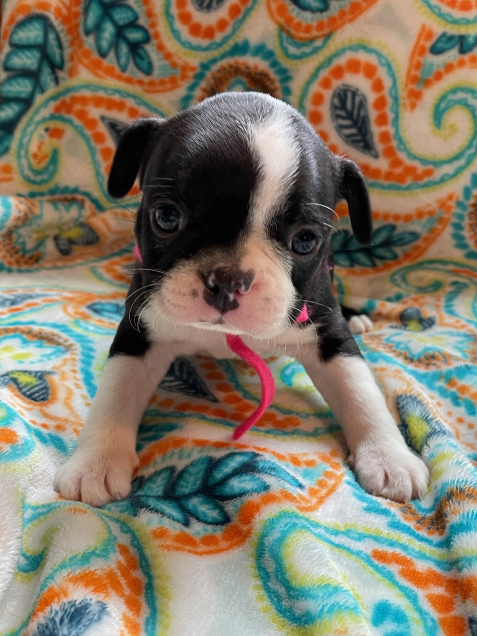 PURE BREED BOSTON TERRIERS Boston  PURE BREED BOSTON TERRIERS Boston Terrier pups ready for their forever homes on May 27th. Will have first shots, vet checked and dewormed. 208-691-5951 Spirit Lake