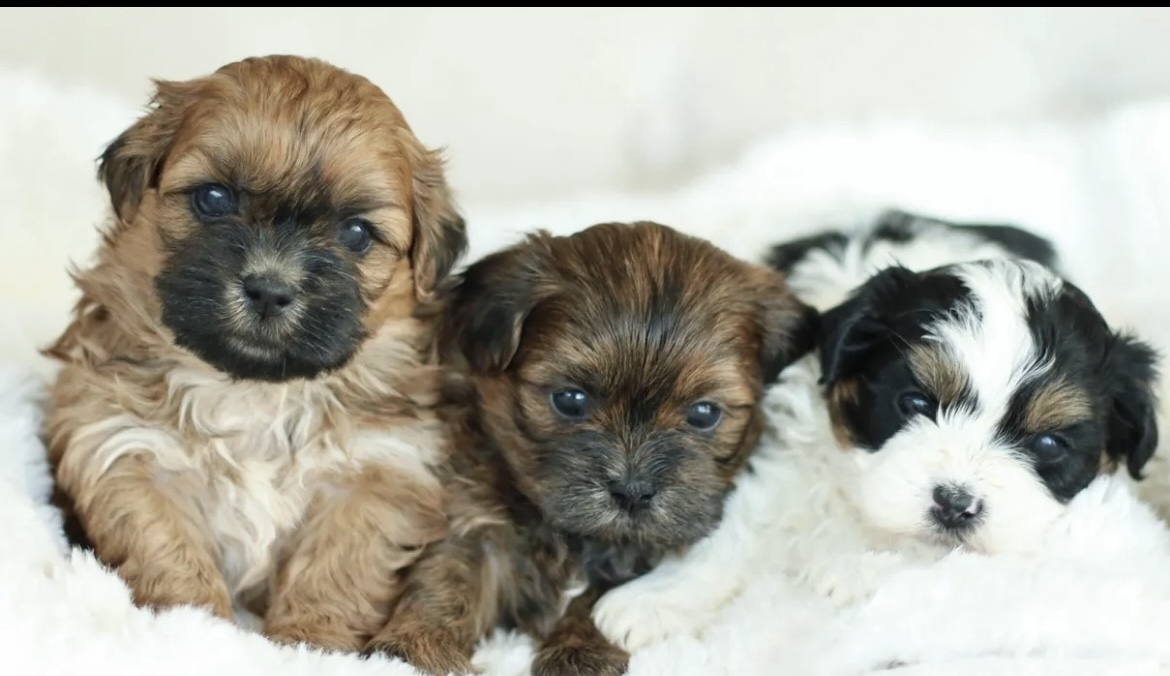 ZUCHON PUPPIES $1,500 Zuchon puppies ZUCHON PUPPIES $1,500 Zuchon puppies ready for their forever homes. Non-shedding, hypoallergenic, max weight 9-11 lbs, family raised, indoor dogs, excellent temperament, love affection and need grooming 3-4 times a year. Taking deposits now. Located in CDA. Please text for more photos and information. 406-570-8806