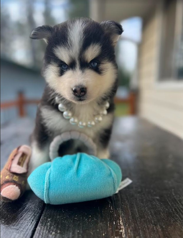 POMSKY PUPS READY NOW! Vet  POMSKY PUPS READY NOW! Vet checked, parents health screened, raised in home. Socialized. Perfect! Gorgeous blue eyes! Contact Smart Pomskies at 208-755-6397. Rathdrum