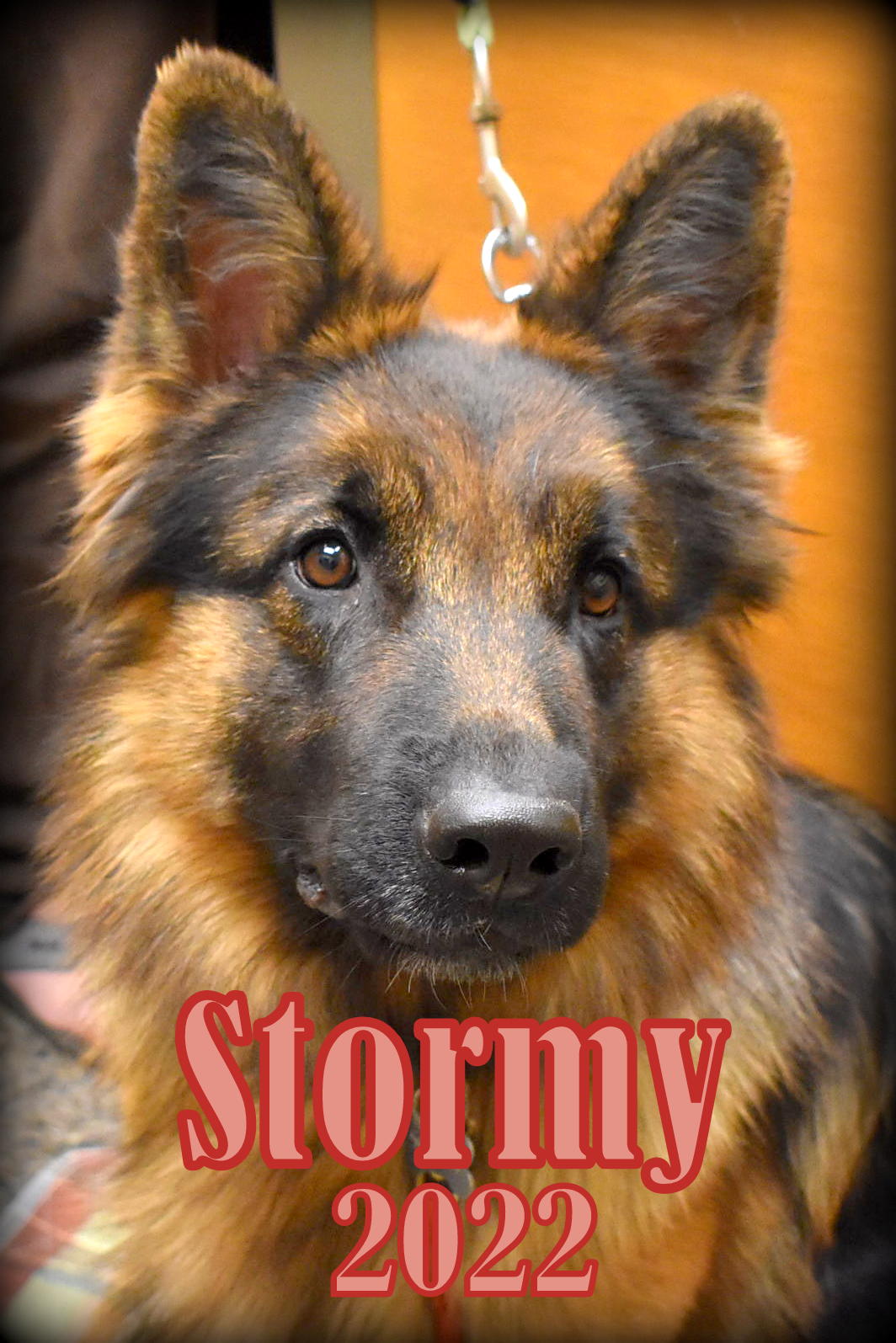 Stormy needs to be rehomed  Stormy needs to be rehomed to good home. Stormy is 2.4 year old pure bread German Shepherd with papers, shots etc. She has wonderful disposition. Call 208-666-4003 or 208-666-1596 CDA