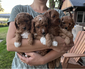 F1B MINI CAVAPOOS <br>Mini F1b  F1B MINI CAVAPOOS  Mini F1b Cavapoo Puppies. Non-shedding, hypoallergenic, cuddly, adorable puppies. Parents have health testing. Puppies vet verified and all shots and deworming. Avail sept 24. $3000. Text 208-699-1033 if interested.    Sonny Curtis