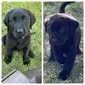 PUREBRED LABS FOR SALE <br>2  PUREBRED LABS FOR SALE  2 black males looking for their forever homes! They are 7 weeks old and up to date with vaccines and worming!   2088034231