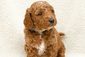 MINI GOLDENDOODLE PUPPIES <br>   MINI GOLDENDOODLE PUPPIES <br> Red color, ready to go 10/23. Health guaranteed, no-shed curly coats, super socialized, vet check, family raised. The friendliest temperaments in the world! Accepting deposits, several are still available. $2900 Colbert. Call or Text: 509-339-5698 Full details on our website! <br> www.inlanddoodles.com 