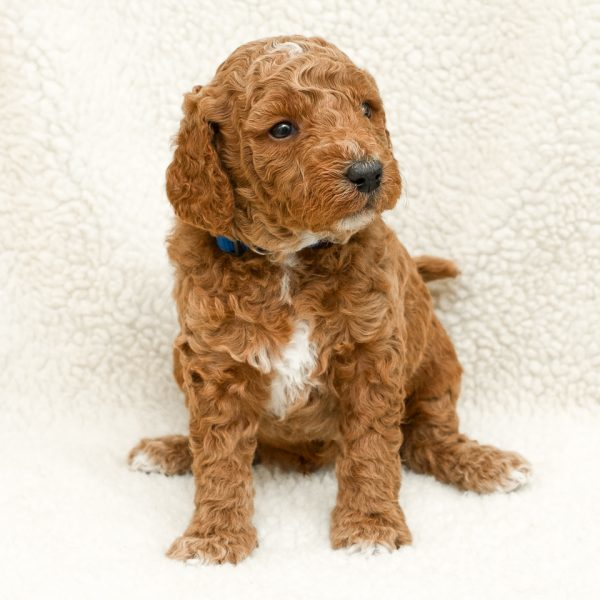 MINI GOLDENDOODLE PUPPIES Red color, MINI GOLDENDOODLE PUPPIES Red color, ready to go 10/23. Health guaranteed, no-shed curly coats, super socialized, vet check, family raised. The friendliest temperaments in the world! Accepting deposits, several still available. Colbert. Call or Text: 509-339-5698 Full details on our website! www.inlanddoodles.com