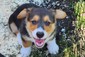  DNA TESTED AKC CORGI   DNA TESTED AKC CORGI PUPS <br> DNA tested free of genetic disease Full AKC registered Pembroke Welsh Corgi pups. Tails docked, shots and wormed. Born on Father's Day! 5 girls, 1 boy. Herders or pets. I accept cash, cashier's check or Credit (Venmo or PayPal). $1200 <br> Gemmrig Farm, 208-627-3190, irishflower44@yahoo.com 